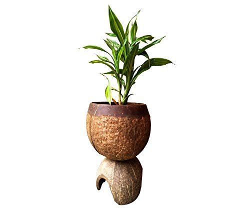 Handcrafted Natural Coconut Shell Crafted Planter Bowl for Home Decor thumbnail 1